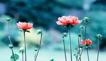 商城系統開發_網站建設_APP開發_網站推廣