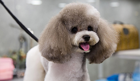 寵物醫院小程序